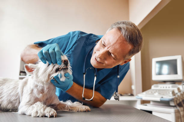 Best Walk-In Emergency Dentist in Orangetree, FL